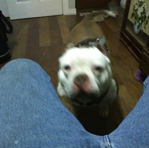 Meet your Posher, Bruce